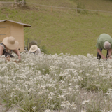 edelweiss suiss champs belle luce