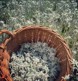 Élixir Contour des Yeux – Edelweiss BIO | Anti-Âge & Peaux Sensibles