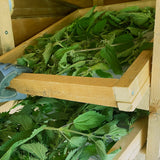 Body Care Oil – Organic Swiss Nettle | Nourishing · Dry and Sensitive Skin · 50 ml