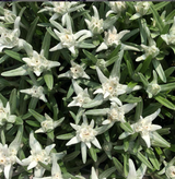 ux extraits rafraîchissants d’Edelweiss cultivés dans nos jardins, reconnus pour ses vertus anti-âge, le lait STELLA ALPINA optimise l’équilibre hydrique et l’élasticité de la peau.  Composé d’eau florale de Verveine aux vertus tonifiantes ainsi qu’une synergie d’actifs botaniques naturels de beurre de karité, chanvre, calendula aux propriétés hydratantes, antioxydantes et apaisantes.  Elle pénètre rapidement sans laisser de film gras.