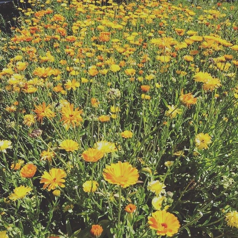 Huile de soin aux fleurs de calendula, douce et polyvalente elle est adaptée à tous.  Assouplissante et nourrissante, elle est recommandée pour le soin quotidien des peaux sensibles, exigeantes, sèches, et sujettes à inconfort. belle luce cosmétiques -switzerland