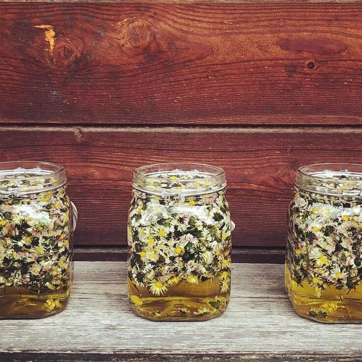 Huile de soin aux fleurs de pâquerettes , 100% pure et naturelle issue de la macération de fleurs de pâquerettes, cette huile est réputée pour ses vertus raffermissantes. Aux propriétés galbantes, elle est recommandée pour les peaux qui manquent d'élasticité et de fermeté ainsi que pour les peaux délicates et/ou suite à une grossesse pour un effet tenseur. Elle est idéale pour les soins du buste et du décolleté et pour aider à maintenir la tonicité cutanée. belle luce cosmétiques made in switzerland