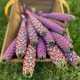 Lavender Spindle - Limited Edition